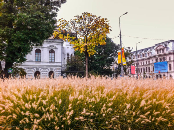 Bucuresti la campie