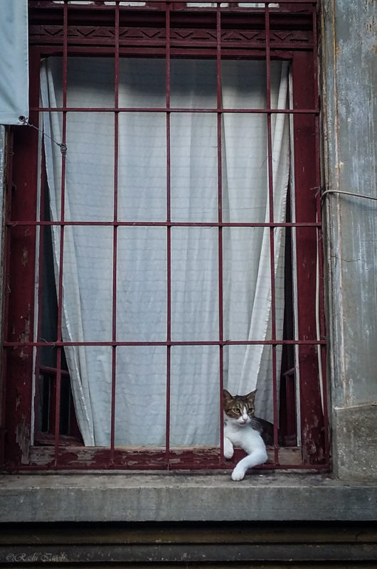 Pisica la geam